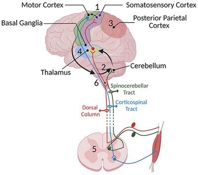 Targeting Sensory and Motor Integration for Recovery of Movement After CNS Injury